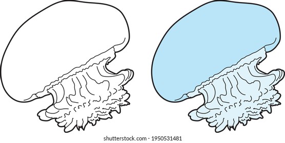 Jelly fish vector drawing animal vector drawing, cartoon vector, line art and color