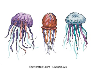 Jelly fish vector set. Sea animal vector collection. Marine hand drawn tropical animals. Perfect for pront and web.