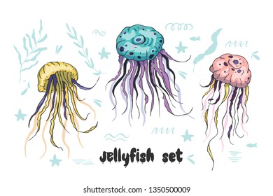 Jelly fish vector set. Sea animal vector collection. Marine hand drawn tropical animals. Perfect for print and web.