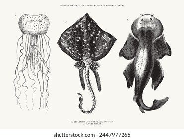 Jellyfish, Angel Shark, and Thornback Ray Fish on a White Background - Vector Engraved Illustration