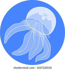 Jellyfish or Aurelia aurita on blue background