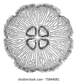 Jellyfish or Aurelia, vintage engraving. Old engraved illustration of a common jellyfish (top view).