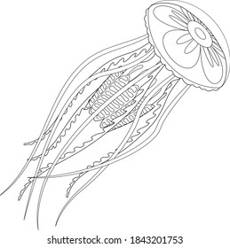 Jellyfish black and white vector illustration 