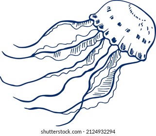 Jellyfish In Blue Ink Drawing Style. Marine Jelly Animal