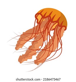 Jellyfish cartoon isolated medusa and biology jelly fish. Marine and water life animal vector illustration. Colorful exotic undersea wildlife with tentacle and sea nature icon