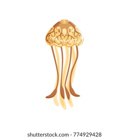 Jellyfish, chrysaora fuscescens species of underwater life vector Illustration