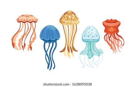 Jellyfish Collection, Beautiful Swimming Marine Creatures Set Vector Illustration