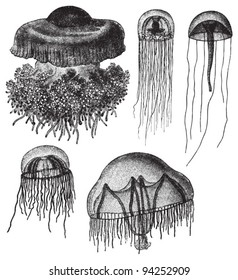 Jellyfish collection / vintage illustration from Meyers Konversations-Lexikon 1897