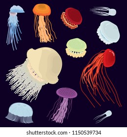 Jellyfish colorful icon set. Set of jellyfish illustrations. Vector.