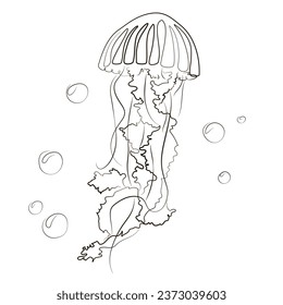 Jellyfish continuous line drawing. Underwater jellyfish vector illustration, marine outline hand drawn, medusa doodle line art. Sea animal tattoo sketch.