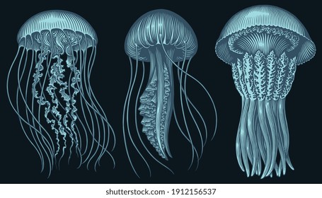 Jellyfish. Design set. Hand drawn engraving. Vector vintage illustration. 8 EPS