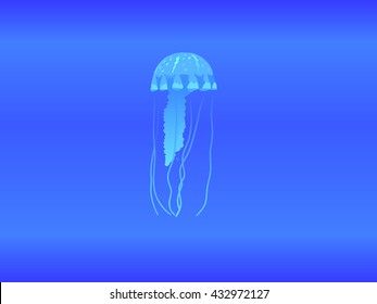 Jellyfish detailed illustration