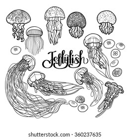 Jellyfish drawn in line art style. Vector ocean animals in black and white colors. Coloring book page design for adults and kids