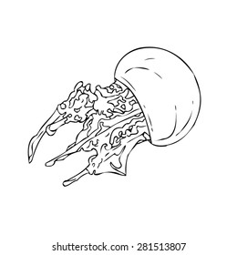 Jellyfish - Drawn Outline Vector