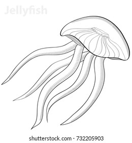 Jellyfish in engraved style. Vector sketch of jellyfish. Hand drawn illustration. Vector illustration.