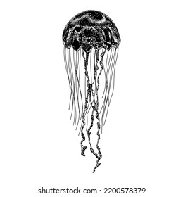 Jellyfish Hand Drawing Vector Illustration Isolated On White Background