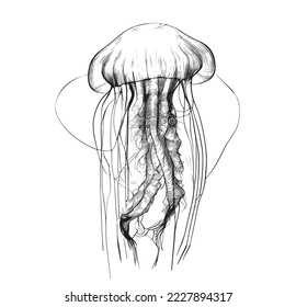 Jellyfish hand drawn engraving style sketch Underwater animals Vector illustration.