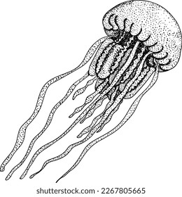 Jellyfish. Hand drawn underwater creatures. Vector sea life, seafood.