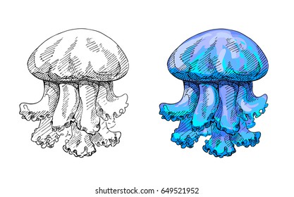 jellyfish, hand made ink drawing, vector