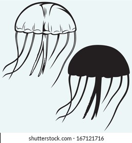 Jellyfish isolated on blue background