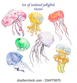 Jellyfish isolated on white.Sea set.Vector
