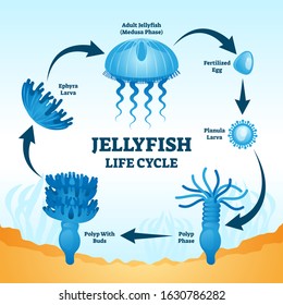 Jellyfish life cycle educational labeled diagram vector illustration with development stages from fertilized egg, to planula larva, polyp phase, polyp with buds, ephyra larva to adult medusa phase.