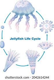 Jellyfish Life Cycle Kids Education Illustration Stock Vector (Royalty ...