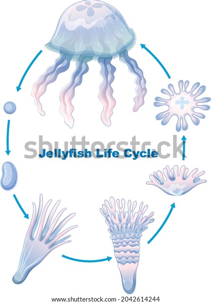 Jellyfish Life Cycle Kids Education Illustration Stock Vector (Royalty ...