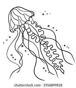 Jellyfish line art graphic illustration. Sea animal Jellyfish. Underwater creature. Vector