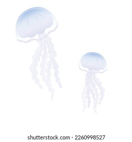Jellyfish marine animal organisms. Vector illustration. The underwater world of the ocean. Aquarium. The seabed. Isolated on a white background. 