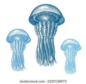 Jellyfish. Marine life. Editable hand drawn illustration. Vector vintage engraving. Isolated on a white background. 8 EPS