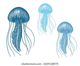 Jellyfish. Marine life. Editable hand drawn illustration. Vector vintage engraving. Isolated on a white background. 8 EPS