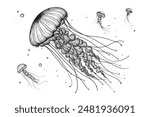 Jellyfish, marine underwater animal. Continuous line drawing. Vector illustration.