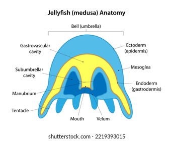 gastrovascular cavity