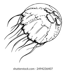 Jellyfish medusa tentacles Marine life, ocean underwater creature animal, Ink and pen sketch hand drawn. Single object illustration, stylized, isolated on white. Zoo shop, aquarium, cosmetics, resort