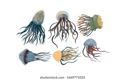 Jellyfish with Multiple Long Tentacles Isolated on White Background Vector Set