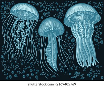 Jellyfish in the ocean. Design set. Editable hand drawn illustration. Vector vintage engraving. 8 EPS