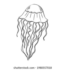 Jellyfish outline hand-drawn doodle marine sketch, underwater jelly fish illustration, medusa line art drawing animal , tattoo sketch .