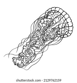 Jellyfish outline hand-drawn sketch. Marine jellyfish doodle illustration. Medusa line art drawing. Monochrome outlines isolated on white background. Animal sketch for posters, decoration and print.