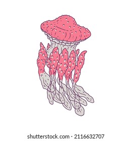 Jellyfish pink. Vector wild ocean animal underwater life doodle line isolated illustration.