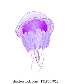 jellyfish purple sea 