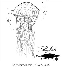 Jellyfish, realistic sea animal sketch, vector illustration