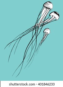 Jellyfish. Sea creatures. A resident of the ocean. Black and white drawing by hand. Line art. Graphic arts. Tattoo.