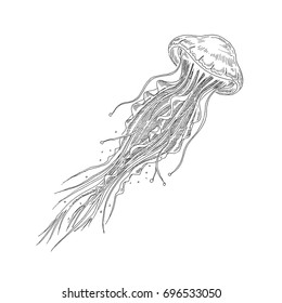 Jellyfish. Sea creatures. Vector sketch. Drawn by hand.