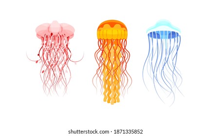 Jellyfish or Sea Jellies as Free-swimming Marine Animal Vector Set