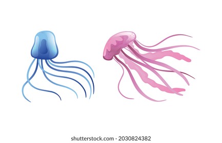 Jellyfish and Sea Jelly as Free-swimming Marine Animal with Umbrella-shaped Bells and Trailing Tentacles Vector Set