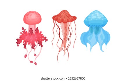 Jellyfish or Sea Jelly as Marine Animal with Umbrella-shaped Bell and Tentacles Vector Set