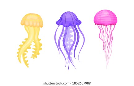 Jellyfish or Sea Jelly as Marine Animal with Umbrella-shaped Bell and Tentacles Vector Set