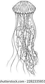 Jellyfish. Sea life illustration in hand drawn sketch doodle style. Black ink line art graphics isolated on white. Underwater animal jelly fish. Design for print, coloring book page, tattoo