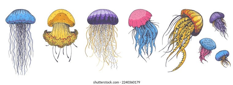 Jellyfish set. Hand drawn vector illustration. Sea jellyfish collection. Design elements.